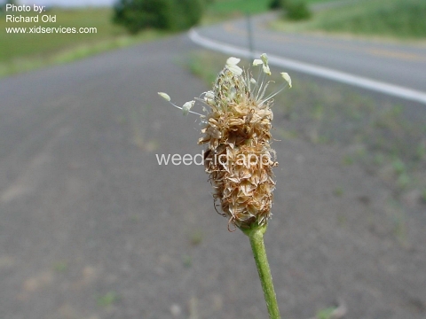 plantain, buckhorn